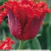 7 bloembollen tulipa calibra|ohgreen New