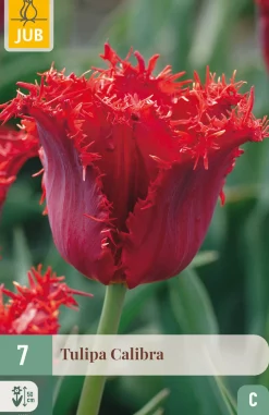 7 bloembollen tulipa calibra|ohgreen New