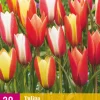 20 bloembollen tulipa clusiana mix|ohgreen Best