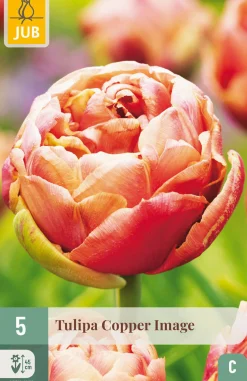 5 bloembollen tulipa copper image|ohgreen Online