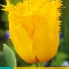 7 bloembollen tulipa crystal star|ohgreen New