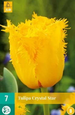 7 bloembollen tulipa crystal star|ohgreen New