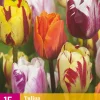 15 bloembollen tulipa flaming beauty mix|ohgreen Hot