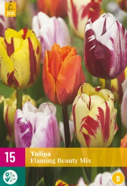 15 bloembollen tulipa flaming beauty mix|ohgreen Hot