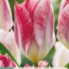 7 bloembollen tulipa flaming purissima|ohgreen Online