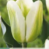 7 bloembollen tulipa green spirit|ohgreen Sale