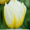 7 bloembollen tulipa lemon beauty|ohgreen Outlet
