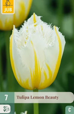7 bloembollen tulipa lemon beauty|ohgreen Outlet