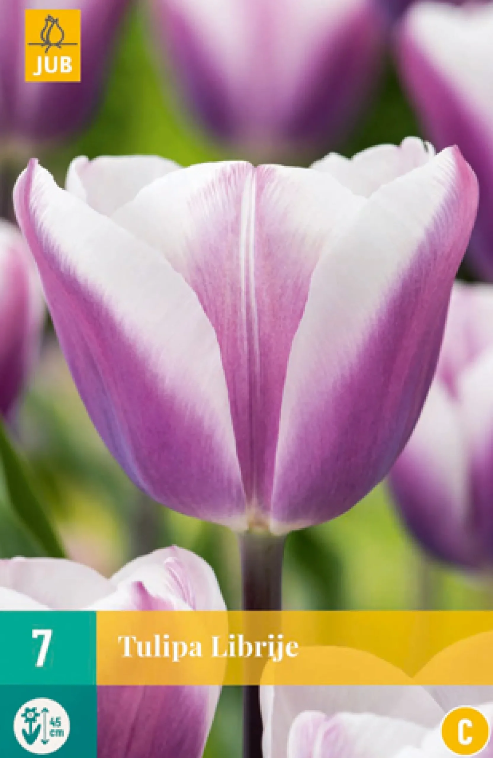 7 bloembollen tulipa librije|ohgreen Sale