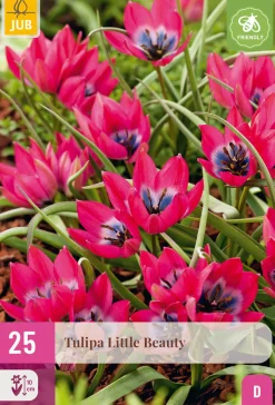 25 bloembollen tulipa little beauty|ohgreen Best