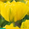 7 bloembollen tulipa marie jo|ohgreen Discount