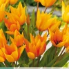 10 bloembollen tulipa praestans shogun|ohgreen Best
