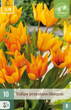 10 bloembollen tulipa praestans shogun|ohgreen Best
