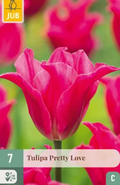 7 bloembollen tulipa pretty love|ohgreen Clearance