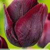7 bloembollen tulipa ronaldo|ohgreen Outlet