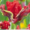 7 bloembollen tulipa seadov parrot|ohgreen Discount