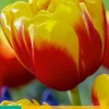 7 bloembollen tulipa shell|ohgreen Outlet