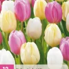 12 bloembollen tulipa sorbet mix|ohgreen Clearance