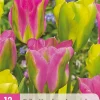 12 bloembollen tulipa strawberry lemonade|ohgreen Sale