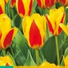 7 bloembollen tulipa stresa|ohgreen Best