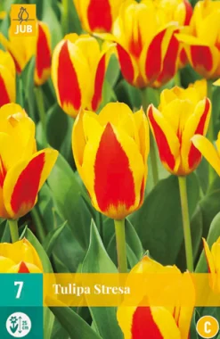 7 bloembollen tulipa stresa|ohgreen Best