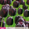 12 bloembollen tulipa triumph zwart|ohgreen
