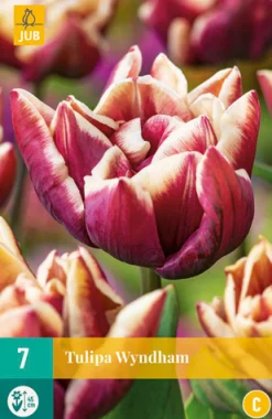 7 bloembollen tulipa wyndham|ohgreen Hot