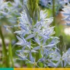 2 camassia cusickii|ohgreen Sale