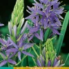 2 camassia leichtlinii caerulea|ohgreen