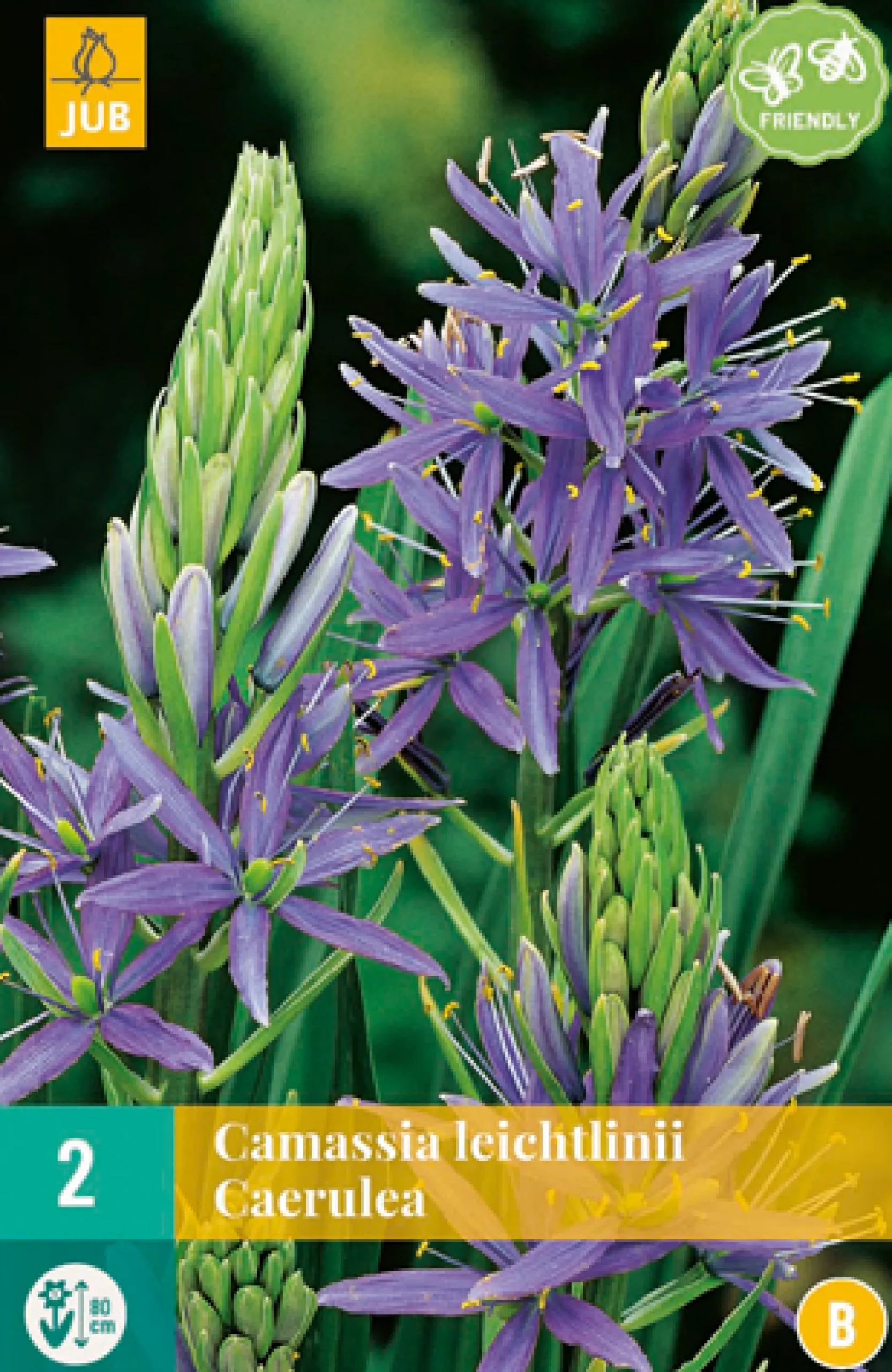 2 camassia leichtlinii caerulea|ohgreen