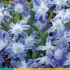25 chionodoxa luciliae|ohgreen Hot