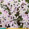 15 chionodoxa pink giant|ohgreen New