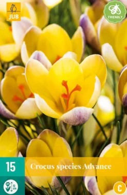 15 crocus advance|ohgreen Discount