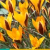 15 crocus angustifolius|ohgreen New