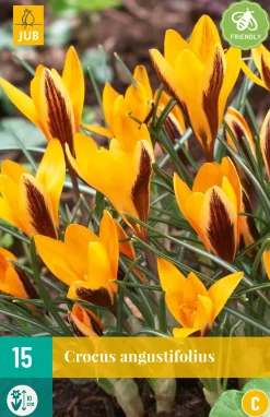 15 crocus angustifolius|ohgreen New