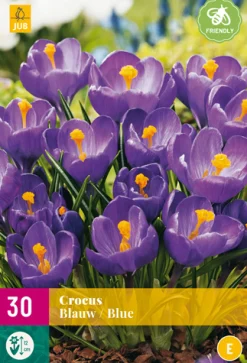 30 crocus blauw|ohgreen Hot