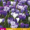 30 crocus blauw-wit|ohgreen Sale