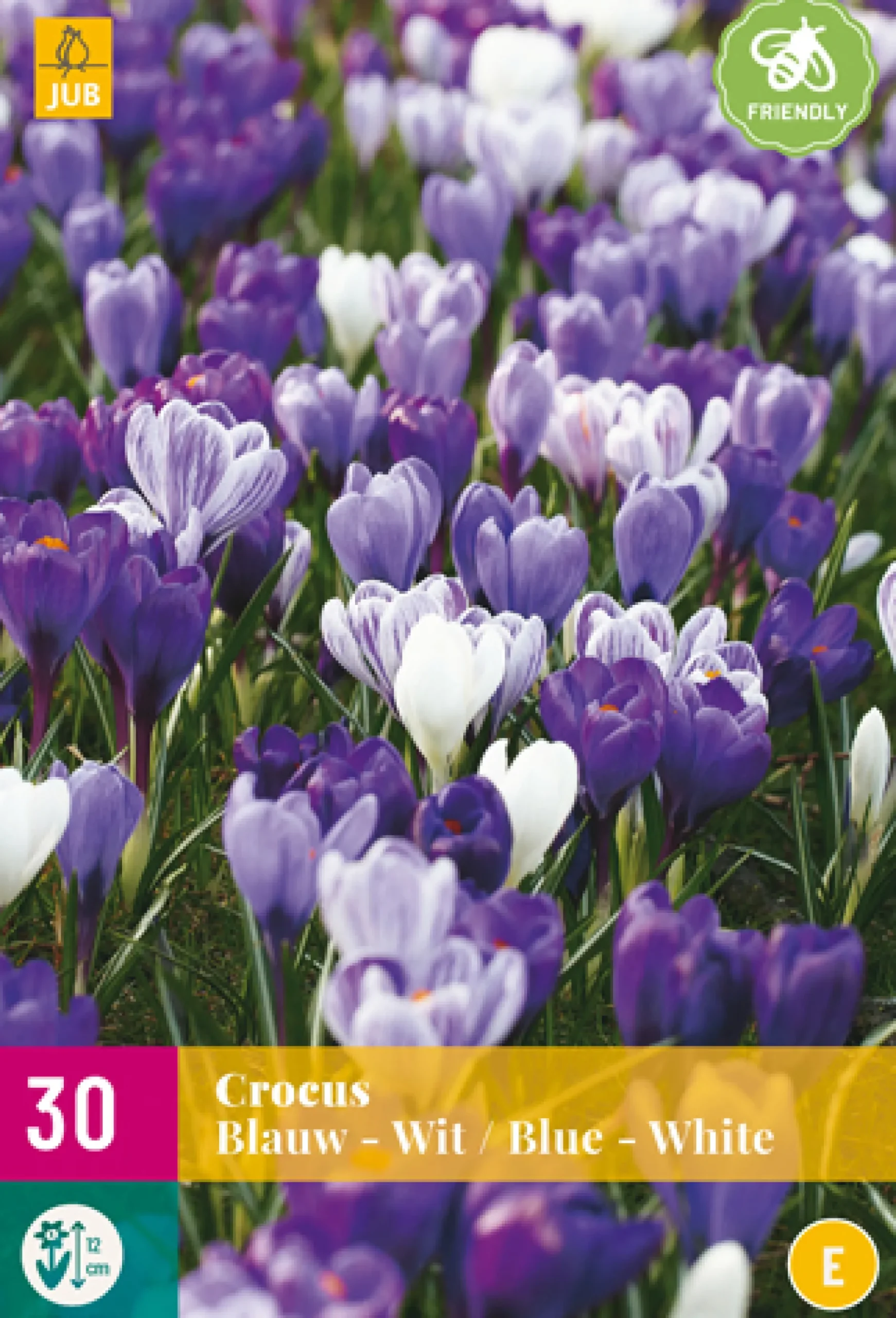 30 crocus blauw-wit|ohgreen Sale
