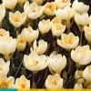 15 crocus cream beauty|ohgreen Sale