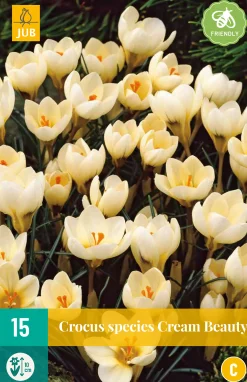 15 crocus cream beauty|ohgreen Sale