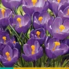 10 crocus flower record|ohgreen