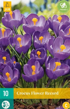 10 crocus flower record|ohgreen