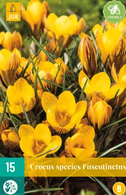 15 crocus fuscotinctus|ohgreen Discount