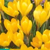 10 crocus golden yellow|ohgreen Hot