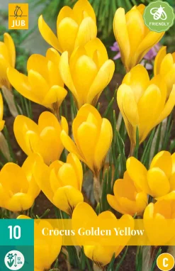 10 crocus golden yellow|ohgreen Hot