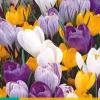 10 crocus grootbloemig mix|ohgreen