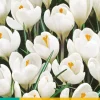 10 crocus jeanne d'arc|ohgreen Sale