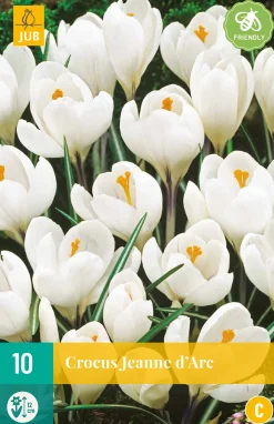 10 crocus jeanne d'arc|ohgreen Sale
