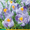 10 crocus pickwick|ohgreen Discount