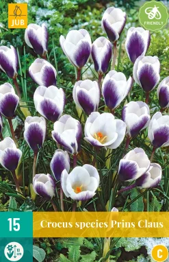 15 crocus prins claus|ohgreen Clearance